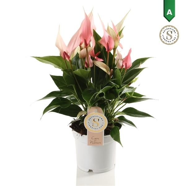 ANTHURIUM LILLI