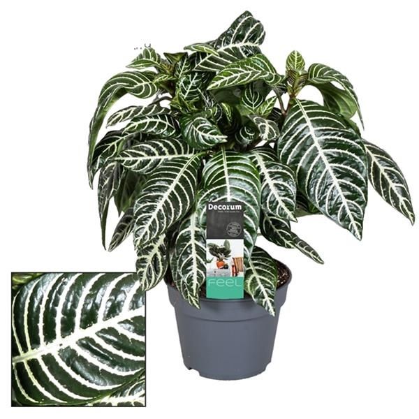 APHELANDRA BOTANICA