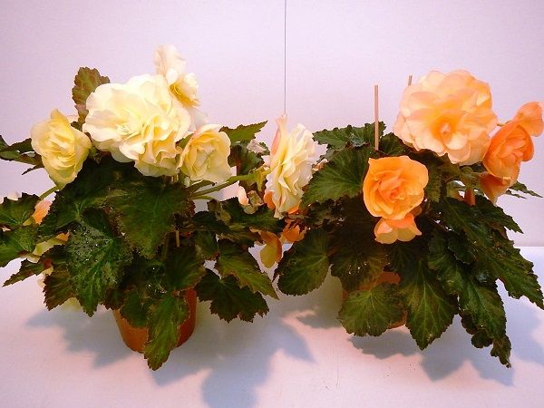 BEGONIA FRAGRANT FALLS