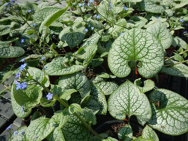 BRUNNERA SEA HEART