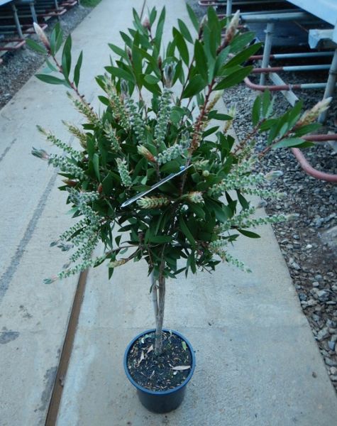 CALLISTEMON SPLENDENS