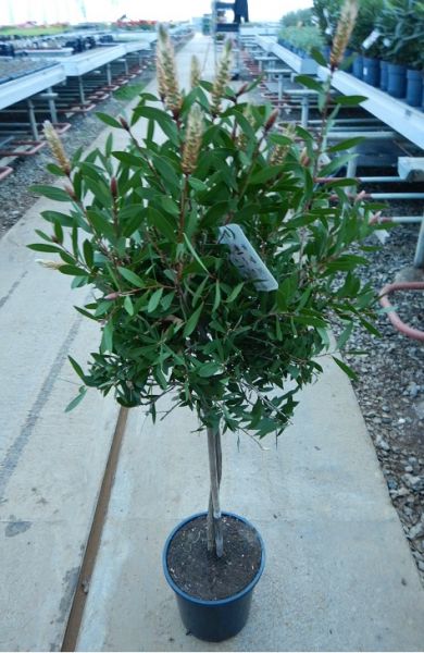 CALLISTEMON SPLENDENS TIGE
