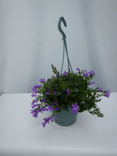 CAMPANULA AMBELLA