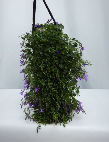 CAMPANULA AMBELLA