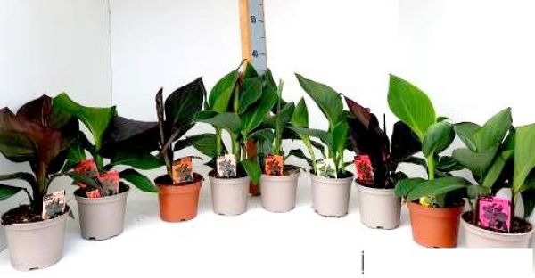 CANNA INDICA