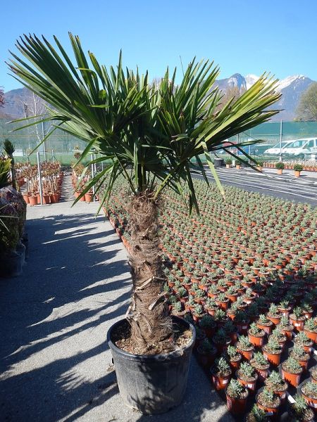 CHAMAEROPS EXCELSA