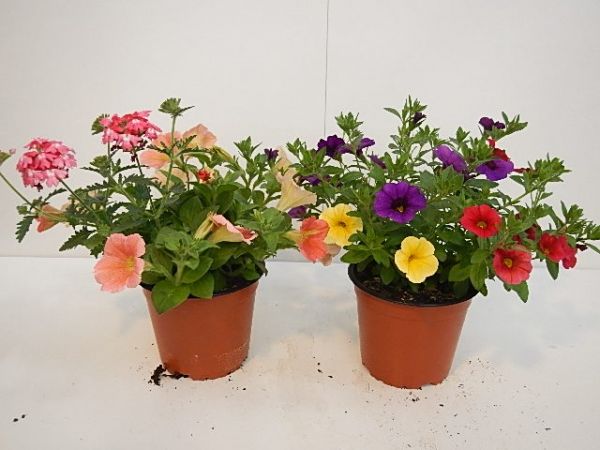 CONFETTI GARDEN