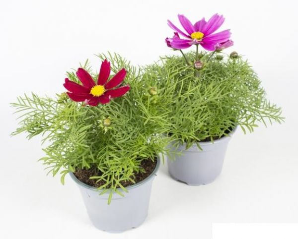 COSMOS BIPPINATUS