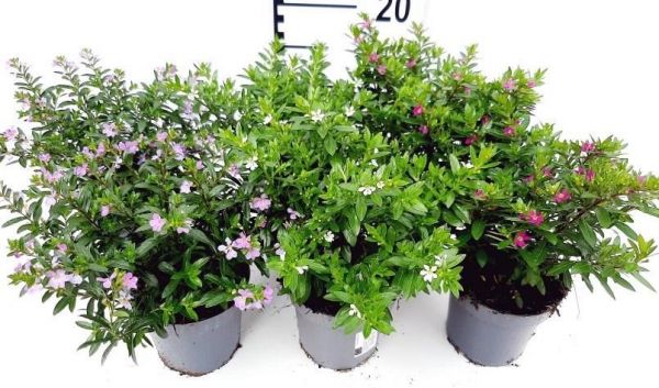 CUPHEA HYSSOPIFOLIA