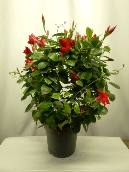 DIPLADENIA SUN. BOULE