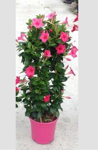 DIPLADENIA SUN. DBL ARCEAU