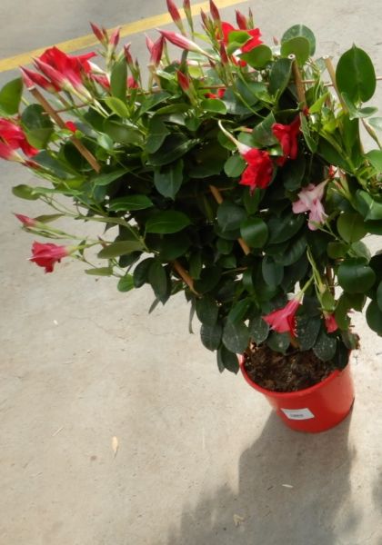 DIPLADENIA SUN. ESPALIER