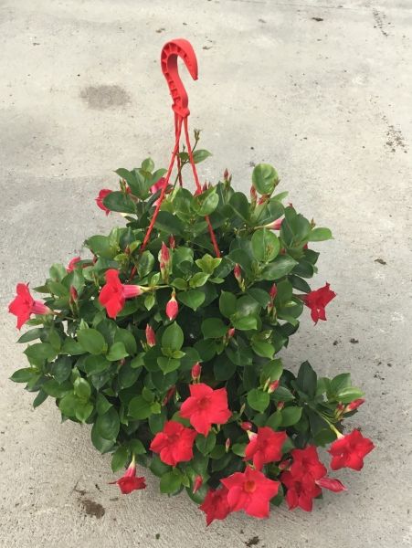 DIPLADENIA SUN. SUSPENSION