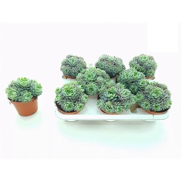 ECHEVERIA ELEGANS
