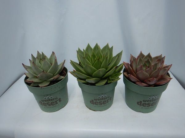 ECHEVERIA WESTERN DESERT