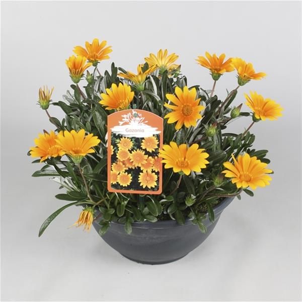 GAZANIA