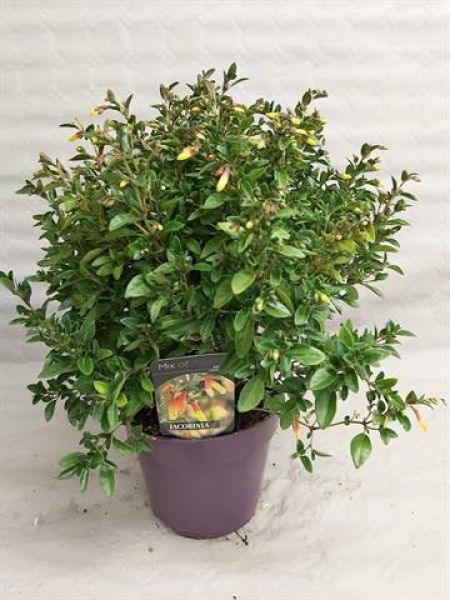 JACOBINIA ANITA