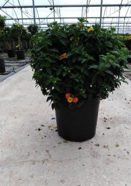 LANTANA CAMARA TOUFFE