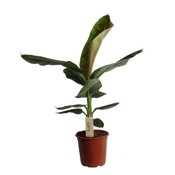 MUSA DWARF CAVENDISH