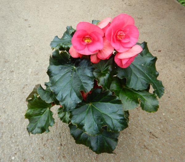 BEGONIA EVI BRIGHT PINK