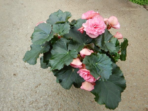 BEGONIA FRIVOLA PINK