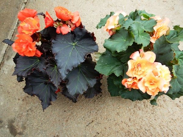 BEGONIA SOLENIA