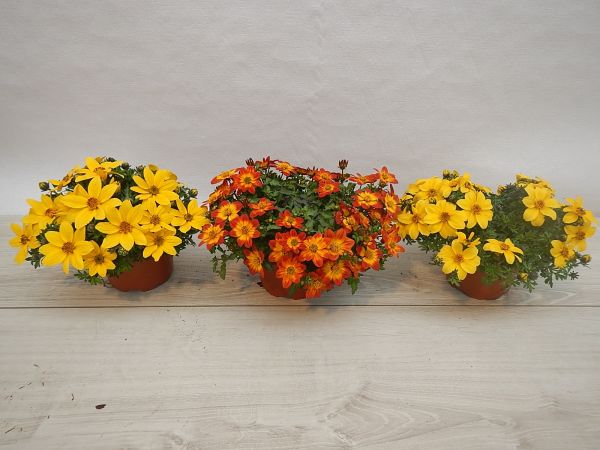 BIDENS
