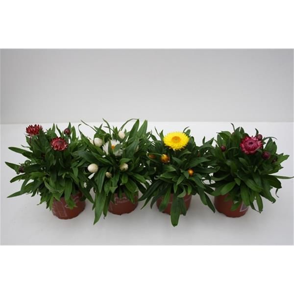 BRACTEANTHA dreamtime