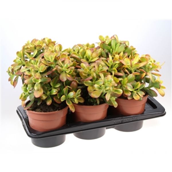 CRASSULA OVATA SUNSET