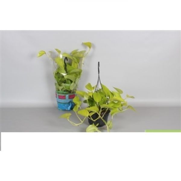 SCINDAPSUS GOLDEN