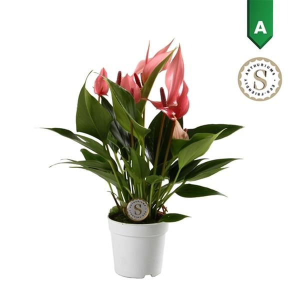 ANTHURIUM LILLI