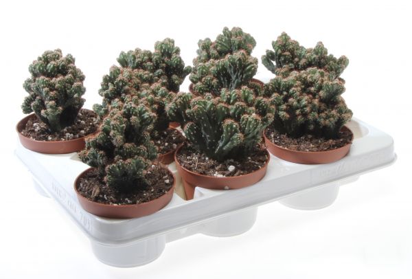 CEREUS PERUVIANUS MONSTRUOSUS