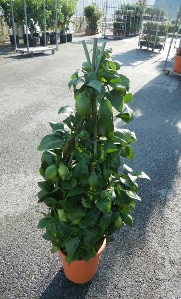 CITRUS LIMON PYRAMIDE