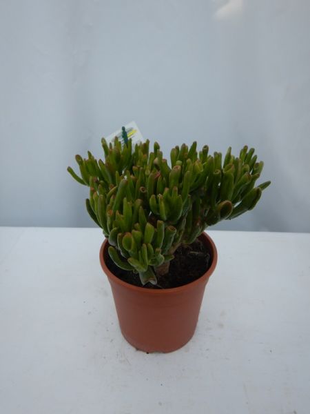 CRASSULA HOBBIT
