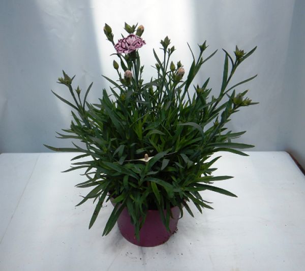 DIANTHUS CAPTAIN DIAZ