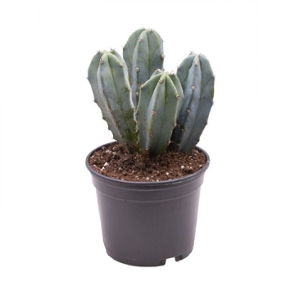 MYRTILLOCACTUS GEOMETRIZANS