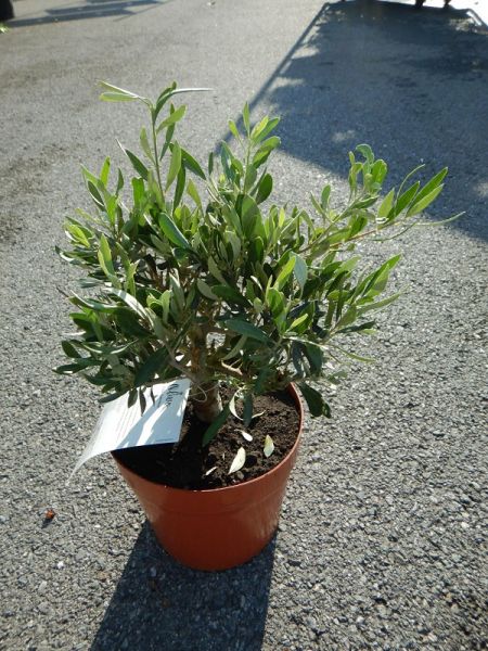 OLEA EUROPAEA BONZAI