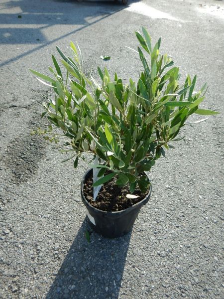 OLEA EUROPAEA TOUFFE