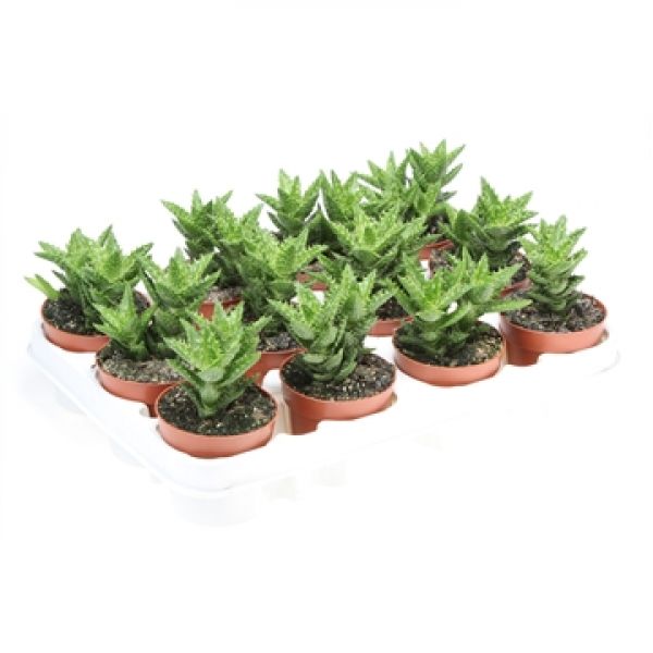 ALOE SQUAROSA