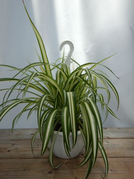 CHLOROPHYTUM COMOSUM