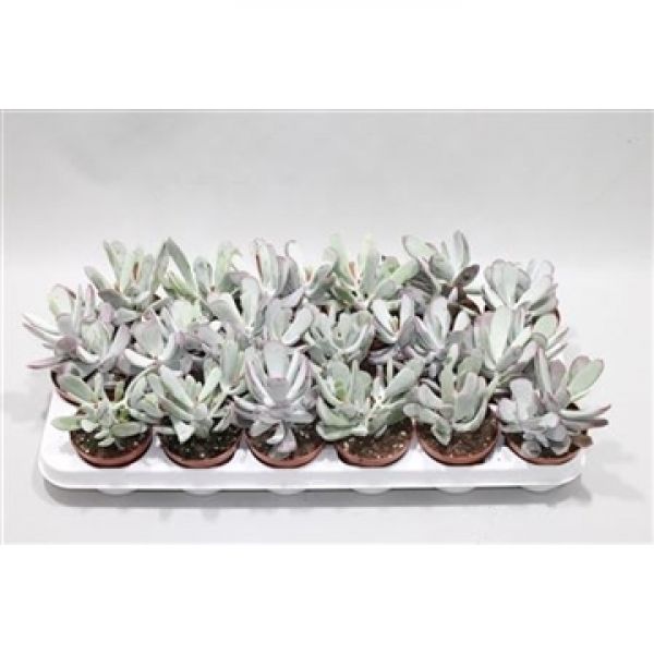 COTYLEDON ORBICULATA