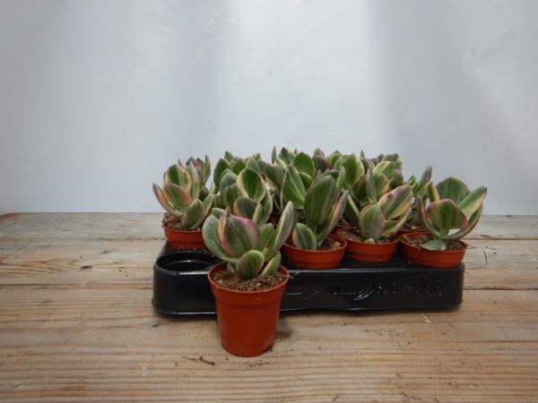 CRASSULA VARIEGATA