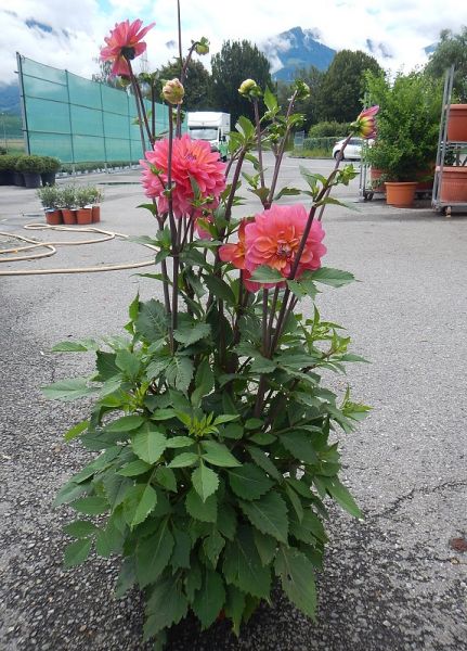 DAHLIA XL
