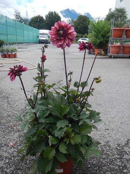 DAHLIA XL
