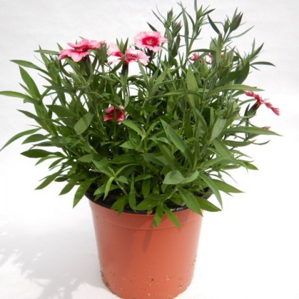 DIANTHUS CHINENSIS