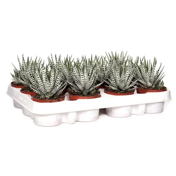 HAWORTHIA FASCIATA ALBA