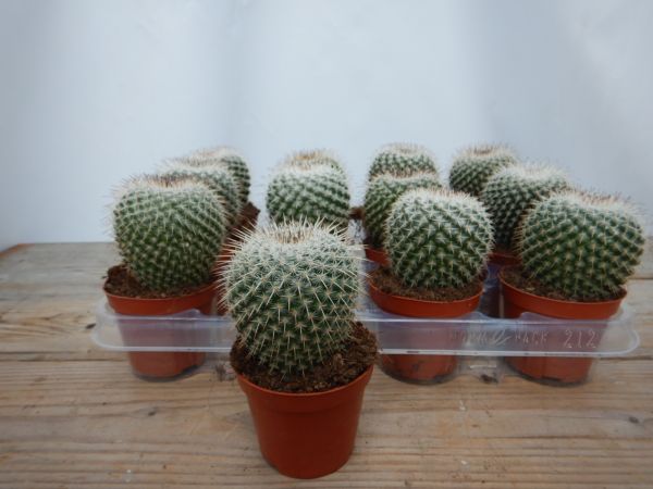 MAMMILLARIA PARKINSONII