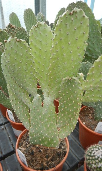 OPUNTIA CONSOLEA