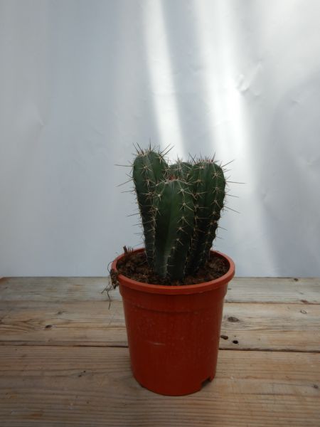 RITTEROCEREUS URBANEUS