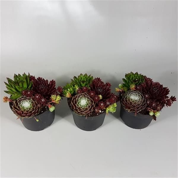 SEMPERVIVEM TRIO